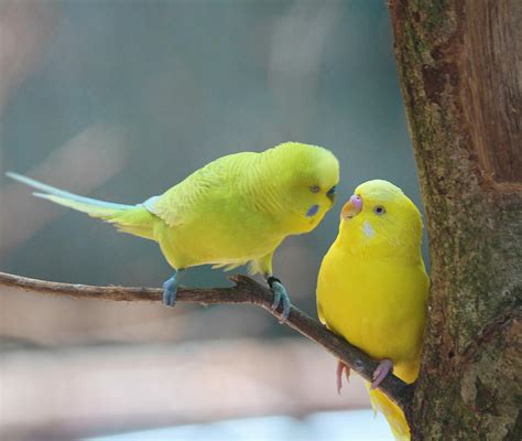 Free 3486+ Yellow Images Of Parakeets Yellowimages Mockups