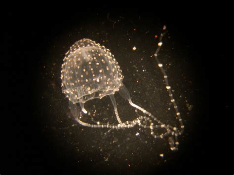 Improving prediction of deadly Irukandji jellyfish blooms – CSIROscope