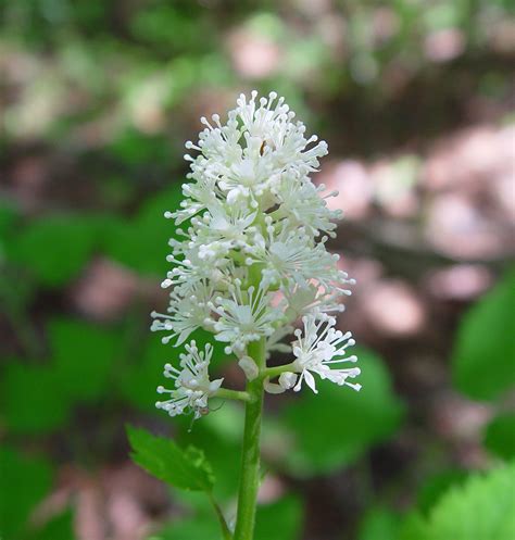 Actaea pachypoda (doll's-eyes, white baneberry): Go Botany