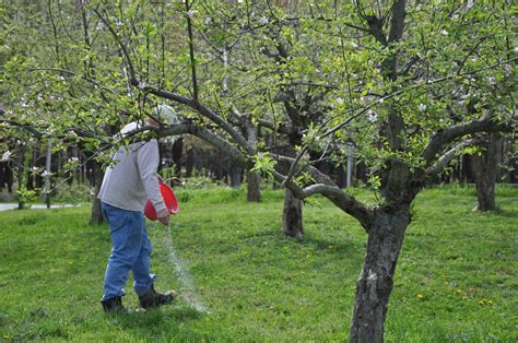 Gala Apple Tree Fertilizer at Aida Hicks blog