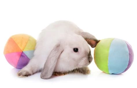 The Best Toys for Your Pet Rabbit - SimplyRabbits - Rabbit care