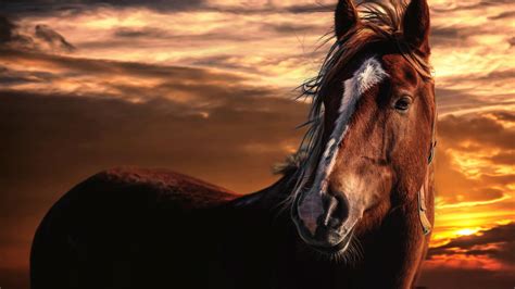 Horse Sunset 4K Wallpapers - Top Free Horse Sunset 4K Backgrounds ...