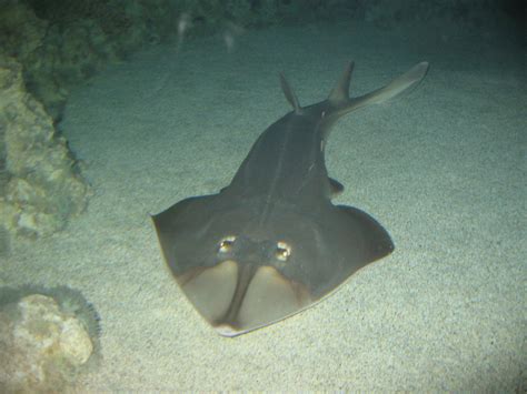 Shovelnose guitarfish (Rhinobatos productus)