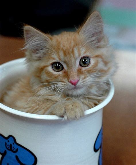 21 Pictures of Cats Looking Cute in Cups