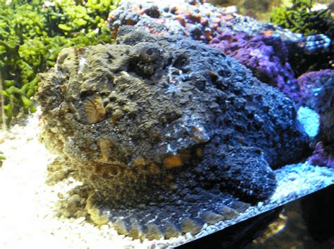 Stonefish l Extremely Deadly Fish - Our Breathing Planet