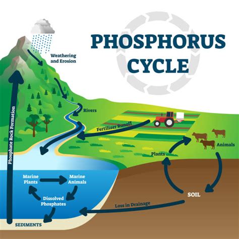 Phosphorus Cycle In Soil