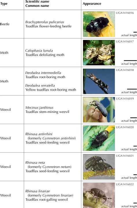 Toadflax biological control agents. | Download Table