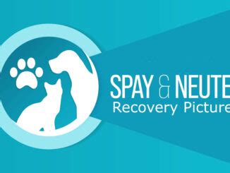 Timeline for Dog Spay Recovery [By A Spay Surgeon]