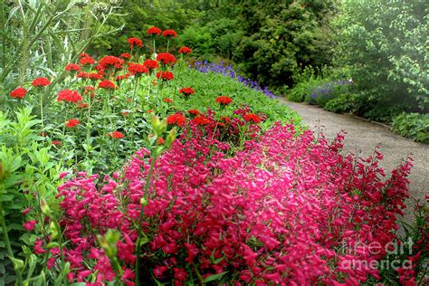 Summer Flower Border Photograph by Alison Chambers - Pixels