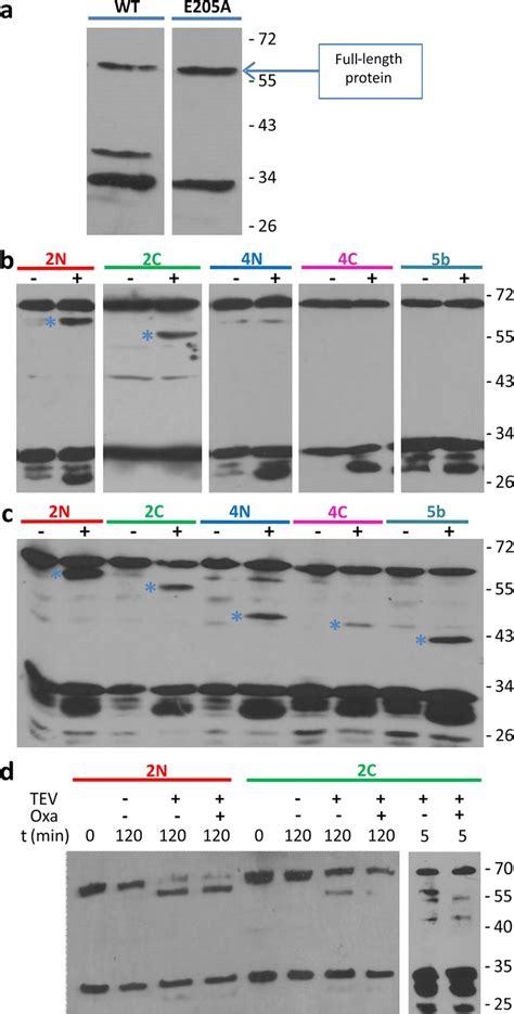 TEV Protease susceptibility assays of the MecR1.E205A.TEV insertional... | Download Scientific ...