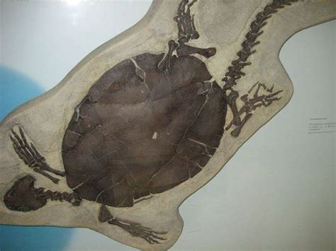 Pictures and Profiles of Prehistoric Turtles