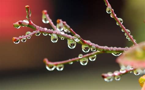 Lotus Leaf Drops Wallpapers Hd Rain Rain Drop Leaf - Hd Rain Wallpaper Download - 1920x1080 ...