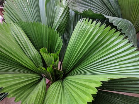 Chinese Fan Palm: Indoor Care Guide - Indoor Plant Center