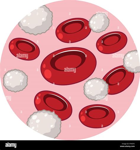 White blood cell drawing hi-res stock photography and images - Alamy