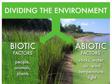 The difference between biotic and abiotic factors - Lee's Ferny Creek