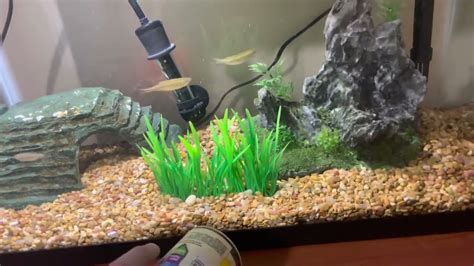 10 Gallon Freshwater Aquarium Setup – HousePetsCare.com