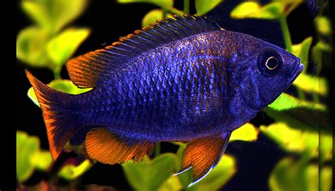 Introduction to Lake Malawi Cichlids