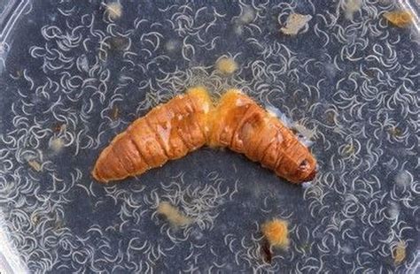 Get Rid of Grubs Effectively & Safely: 8 Professional Steps – The garden!