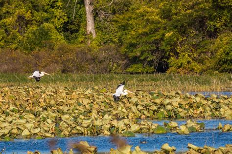 Squaw Creek National Wildlife Refuge, a Missouri National Wildlife Refuge