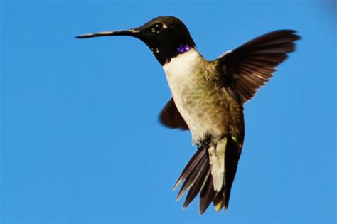 Utah hummingbird | Beautiful birds, Hummingbird, Birds