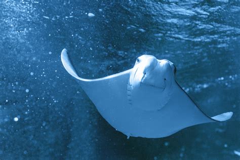 Stingray Free Stock Photo - Public Domain Pictures