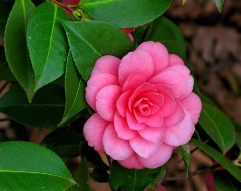 Top 10 Most Beautiful Camellia Flowers In The World - Yabibo