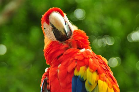 Free Images : red, beak, fauna, plumage, lorikeet, tropical bird, macaw, birds, colors ...