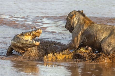 Crocodile vs Lion : r/natureismetal