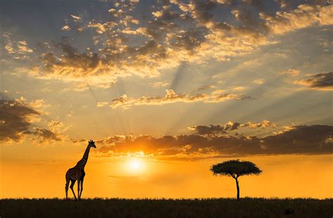 How the giraffe was almost forgotten | BBC Earth