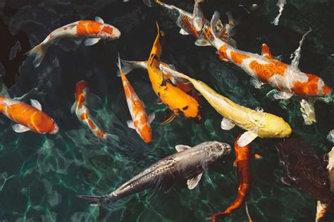 Pros and Cons of Fish Farming/Aquaculture | Environment Buddy