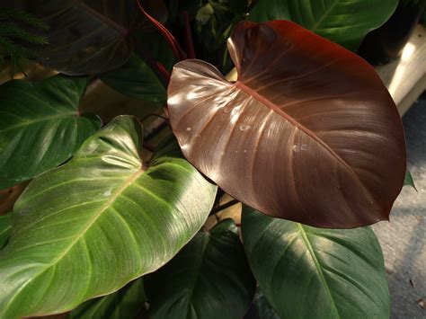 Philodendron | Home & Garden Information Center