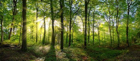 Strengthening the resilience of forests to climate change | European ...