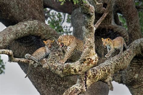 Leopard Panthera Pardus Family On Tree Photograph by Panoramic Images ...