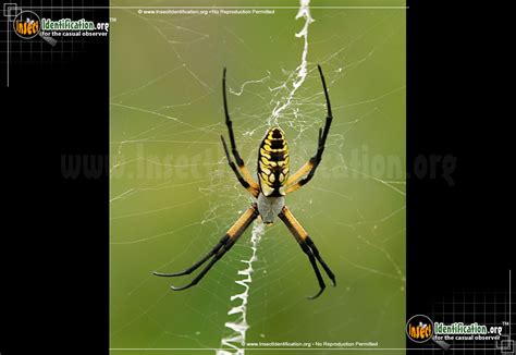 Black and Yellow Garden Spider