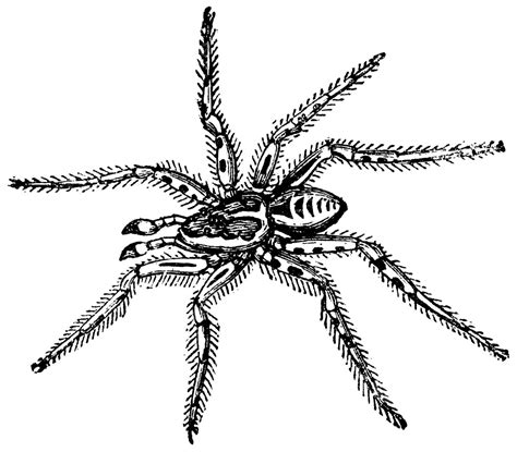 Reduced To Onethird Of Its Natural Size Lycosa Tarantula Vector ...