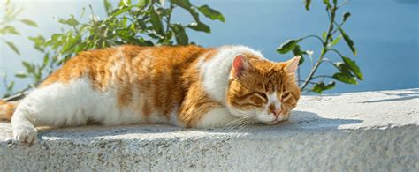 Indoor Cats vs Outdoor Cats: What You Need to Consider | Petstock