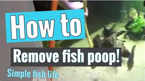 How to Get Rid of Fish Poop in Aquarium: 5 Effective Methods for ...