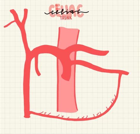 Unit 4 - Celiac Trunk Diagram | Quizlet