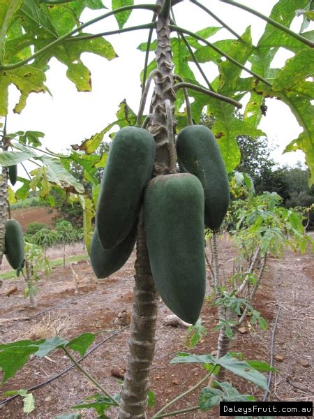 Buy Babaco Fruit Tree Plants (Carica pentagona)