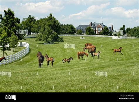 Kentucky Horse park and surrounding horse farms in Lexington KY Stock Photo - Alamy