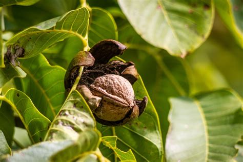 Free Images : hand, tree, nature, open, wood, leaf, flower, food, produce, autumn, brown, soil ...