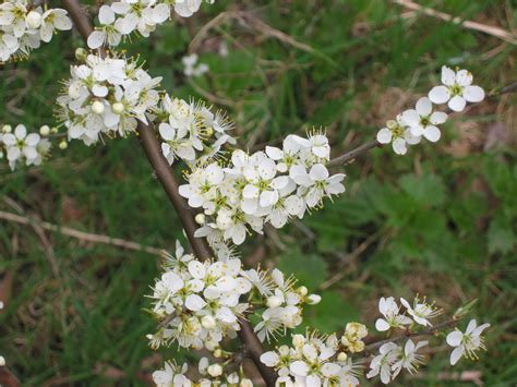 Trees Planet: Prunus spinosa - Blackthorn - Sloe