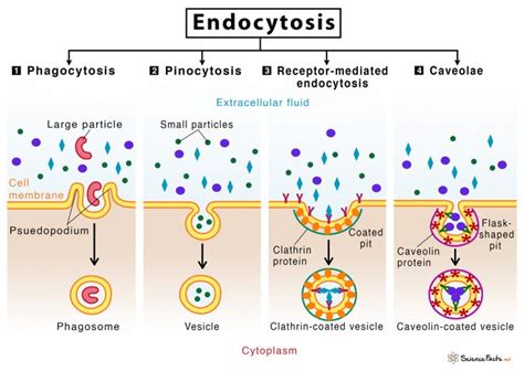 Endocytosis Definition Process And Types With Examples | My XXX Hot Girl