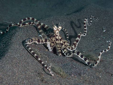 Mimic Octopus Lionfish