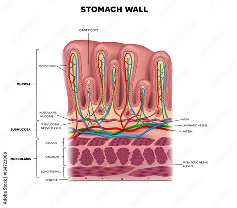 Stomach wall layers detailed anatomy, beautiful colorful drawing Stock ...