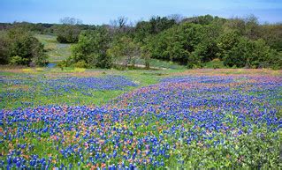 Texas in Springtime | Springtime brings bluebonnet season to… | Flickr
