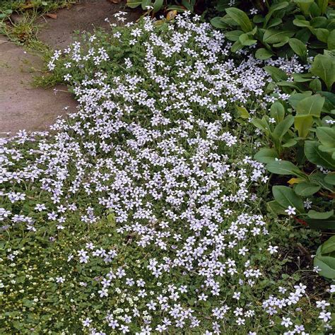 Blue Star Creeper Plants for Sale– FastGrowingTrees.com