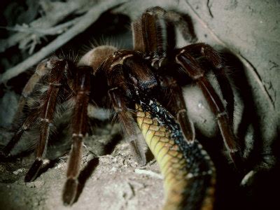 Tarantulas eating rats, lizards and centipedes | Animals eating Animals