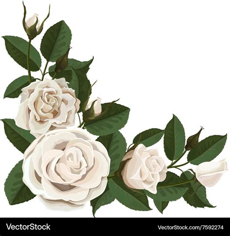 White rose buds and green leaves in the corner Vector Image