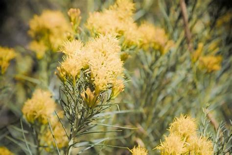 Yellow Star Thistle Poisoning in Horses - Symptoms, Causes, Diagnosis ...